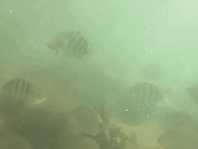 Scuba Diver Swimming Near Rocky Shoreline GIF