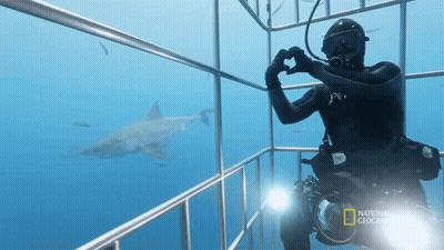 Scuba Diver Taking Photo Of Great White Shark GIF