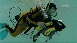 Scuba Diving Instructor Training Cat GIF