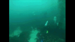 Scuba Diving Shark Passing By GIF