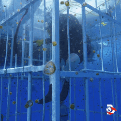 Scuba Diving Shark Week Impractical Jokers GIF