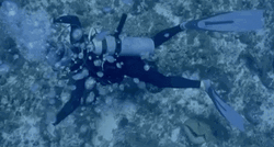Scuba Diving Underwater GIF