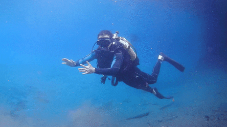 Scuba Diving Underwater Sport GIF