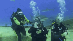 Scuba Diving Waving Groufie Sharks GIF