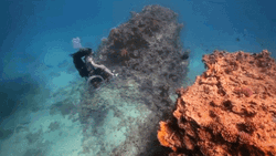 Scuba Diving Wheelchair Girl Artist GIF