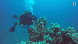 Scuba Steve Corals GIF