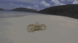Sea Crab Rave GIF