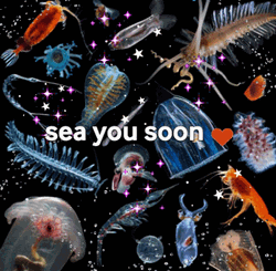 Sea Creatures See You Soon GIF