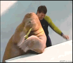 Sea Lion And Man Just Dance