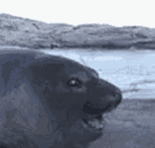 Sea Lion Pog Reaction GIF