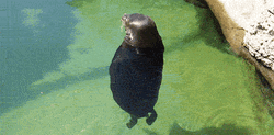 Sea Lion Rotating On The Water GIF