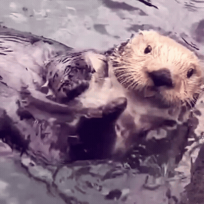 Sea Otter Swimming With Head Above Water GIF