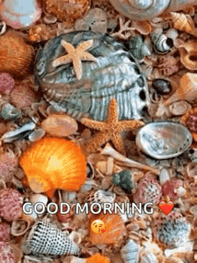 Sea Shells And Starfish Saying Good Morning GIF