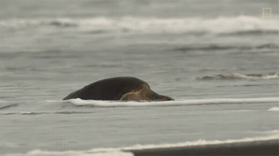 Sea Turtle Close Up With National Geographic Logo GIF