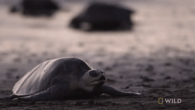 Sea Turtle Laying On Ground With National Geographic Logo GIF