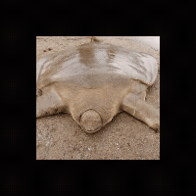 Sea Turtle Laying On Sand With Head In Sand GIF