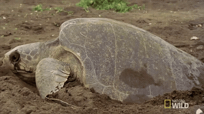 Sea Turtle Saying National Geographic Wild GIF