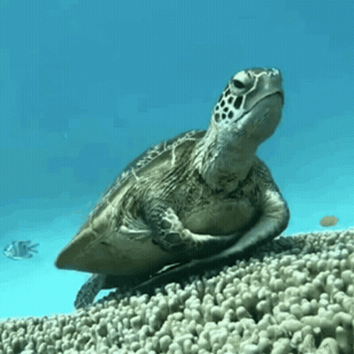 Sea Turtle Sitting On Coral Reef GIF