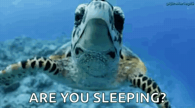 Sea Turtle Swimming Are You Sleeping GIF