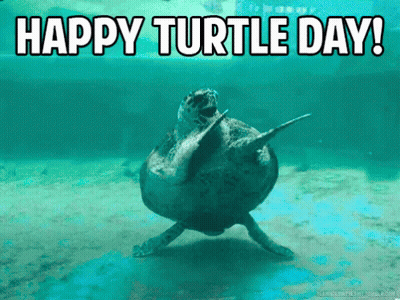 Sea Turtle Swimming Happy Turtle Day GIF