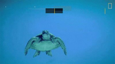 Sea Turtle Swimming In Ocean GIF