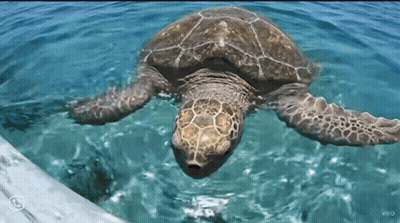 Sea Turtle Swimming In Ocean GIF