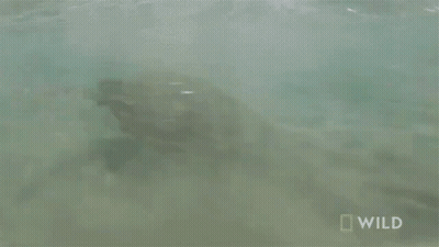 Sea Turtle Swimming In Ocean With National Geographic Logo GIF