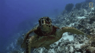 Sea Turtle Swimming In Ocean With National Geographic Logo GIF