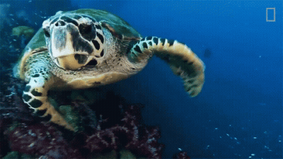 Sea Turtle Swimming Ocean With National Geographic Logo GIF
