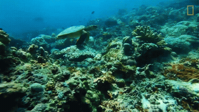 Sea Turtle Swimming On Coral Reef With National Geographic Logo GIF