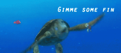 Sea Turtle Swimming With Duuuude GIF
