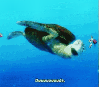 Sea Turtle Swimming With Duuuuude GIF