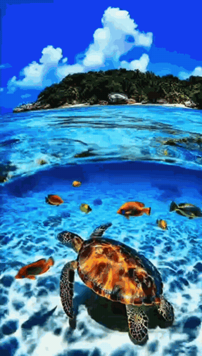 Sea Turtle Swimming With Fish GIF