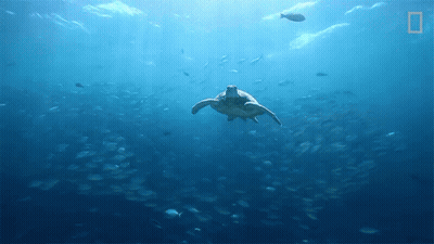 Sea Turtle Swimming With Fish GIF