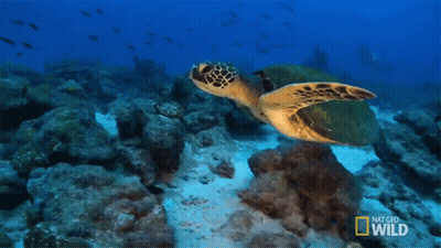 Sea Turtle Swimming With Nat Geo Wild Logo GIF