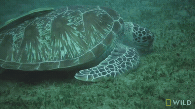 Sea Turtle Swimming With National Geographic Logo GIF