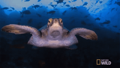Sea Turtle Swimming With National Geographic Wild Logo GIF
