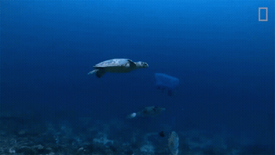 Sea Turtle Swimming With Scuba Diver GIF