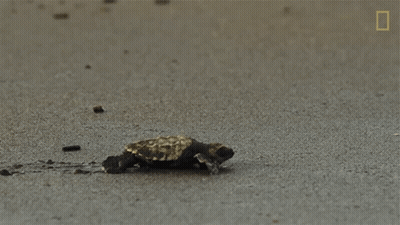 Sea Turtle Swimming With Scuba Diver GIF