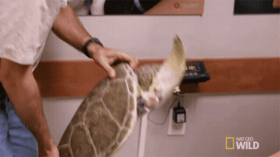 Sea Turtle Weighed By Man National Geographic Ad GIF