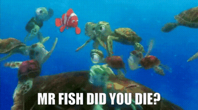 Sea Turtles And Fish Swimming Mr Fish Did You Die GIF