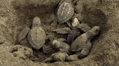 Sea Turtles Laying In Dirt GIF