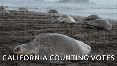 Sea Turtles Lying On Beach California Counting Votes GIF