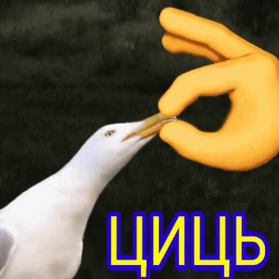 Seagull Fed By Yellow Hand With Chich GIF