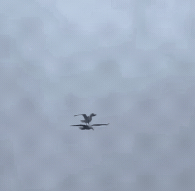 Seagull Flying Over Building Roof GIF