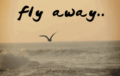 Seagull Flying Over Ocean Fly Away GIF