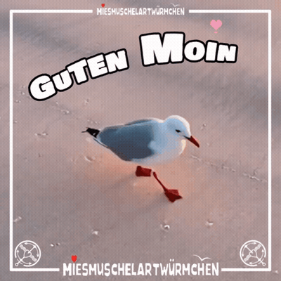 Seagull Saying Guten Moin GIF