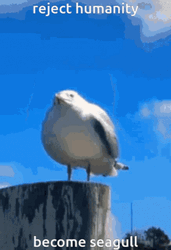 Seagull Screaming Reject Humanity Become Seagull  GIF