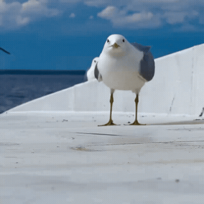 Seagull Standing Near Ocean GIF