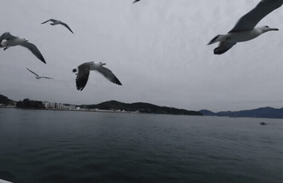 Seagulls Are Flying Over A Body Of Water GIF
